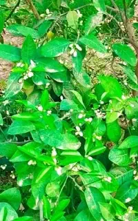 خانم جویای کارم