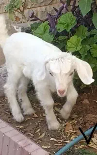 کهره شیری ماده