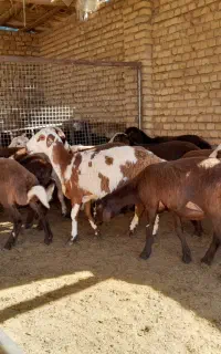 فروش 14راس بره ماده اصیل