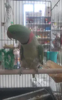 شاه طوطی کلامدار