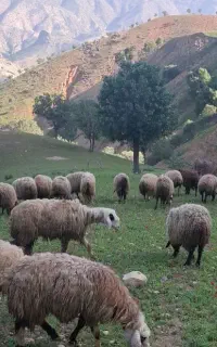 گوسفند داشتی
