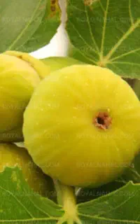 انجیر زرد تازه