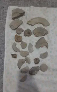 سنگ فسیل