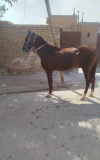 نریان یورقه