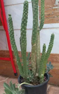 گل کاکتوس ۶ساله سرحال شاداب