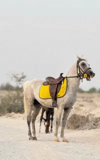 اسب