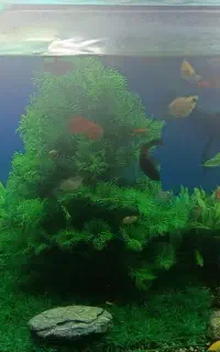 فروش اکواریوم کامل