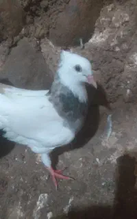 طوقی