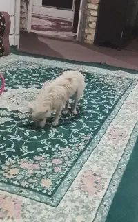 سگ پشمی