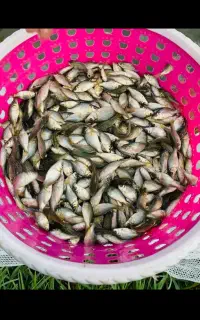 بچه ماهی (کپور و آمور و فیتوفاگ و بیگهد)