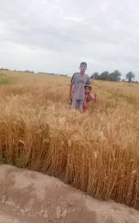 سلام گندم بوجاری شد ۲تن برای فروش برای دام نو