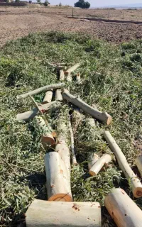 خرید چوب