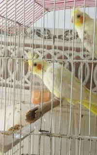 دوجفت عروس هلندی کار داده