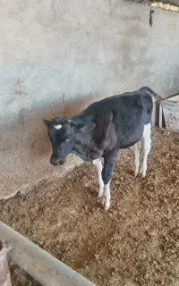 گوساله