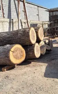 خریدار تنه گردو و چنار و صنوبر