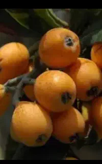 بذر گیاه ازگیل ژاپنی (لو‌کو آت)