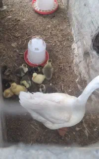 جوجه قوقاز