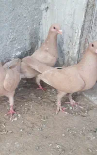 کبوتر