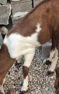 کهره نر