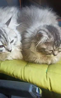 گربه گمشده