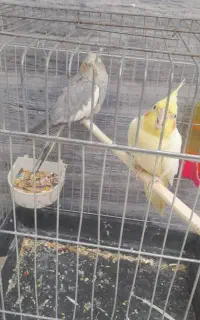 عروس هلندی