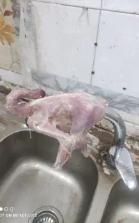 مرغ و اردک