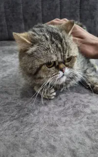 گربه نر بریتیش شورت هیر ۵ ساله