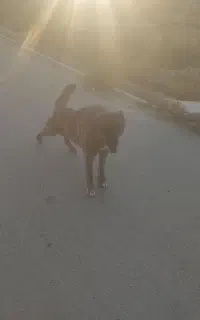 سگ نگهبان