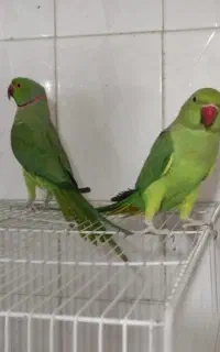 جفت ملنگو چهار میلیون