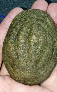 سنگ جالب