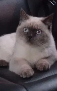 پت خانگی