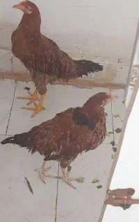 مرغ رسمی اصیل