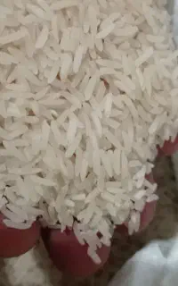 برنج فجر سوزنی