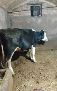 گاو گوشتی