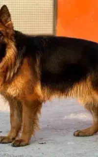 سگ ژرمن