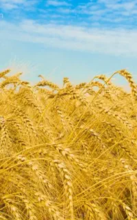 گندم تمیز کسی خاست در خدمتم