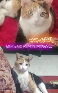 واگذاری