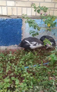 مرغ شاخدار