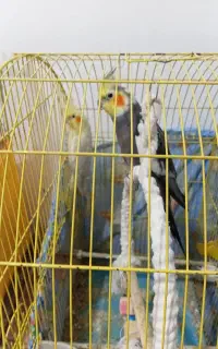 عروس هلندی