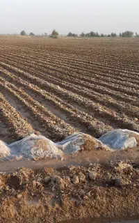 کود اوره