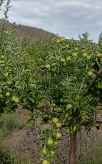 باغ سیب اجاره ای در ۱۰ کیلومتری بافت