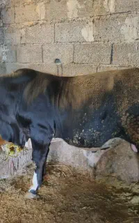 گوساله آس