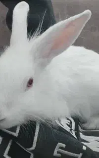 خرگوش خانگی