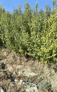 نهال الوچه سردرود