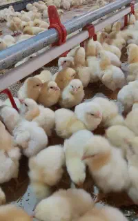 استخدام کارگر ماهر مرغداری گوشتی