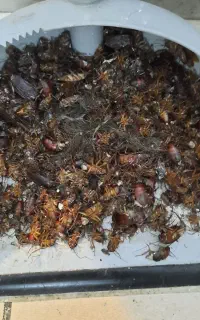 سم پاشی سمپاش سمپاشی بازدید رایگان سوسک موش