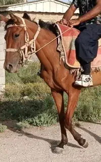 مادیان ۳ساله
