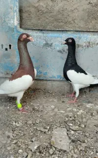 کبوتر یهودی شتری mikham