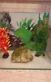 اکواریوم شیشه خم