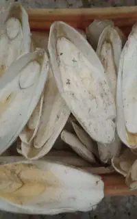 (خوراک پرندگان زینتی)